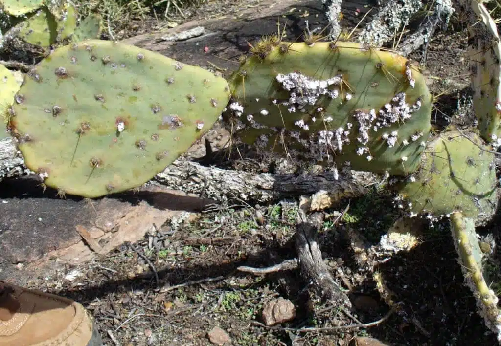 Come eliminare la Cocciniglia cotonosa dalle piante (+video) 14 cocciniglia-cotonosa-su-piante-grasse