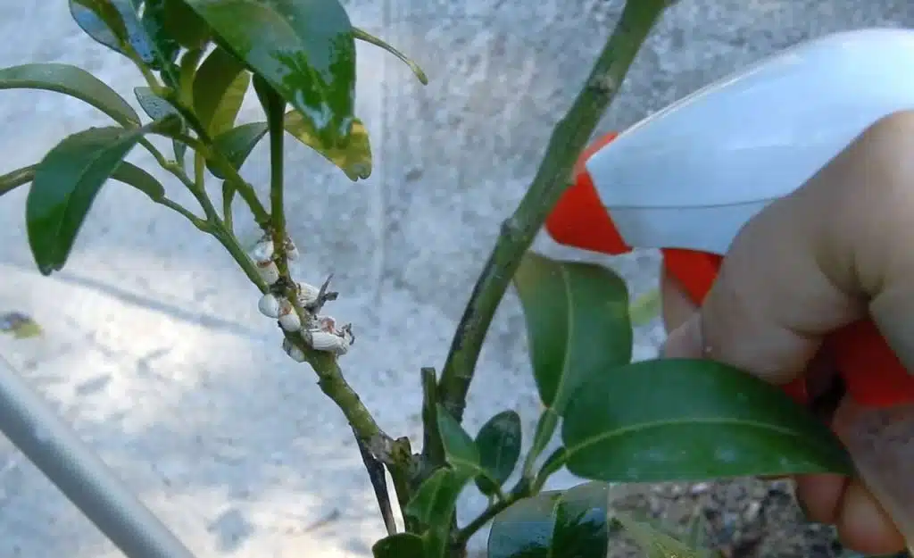 Come eliminare la Cocciniglia cotonosa dalle piante (+video) 11 Come eliminare la Cocciniglia cotonosa dalle piante - Sapone di Marsiglia e peperoncino contro afidi e cocciniglia