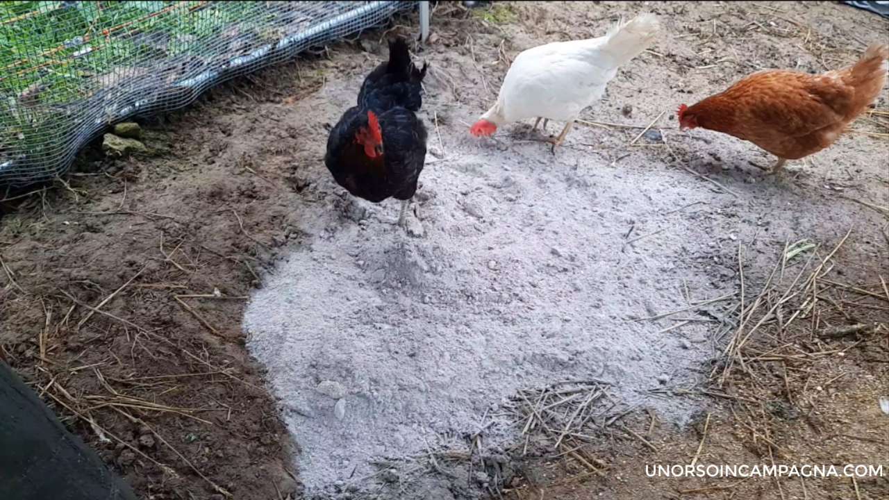 bagno di cenere per le galline 7