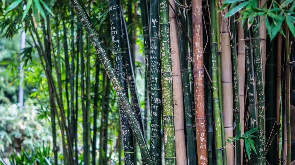 Cippato e pellet di Bambù - foresta di bambù