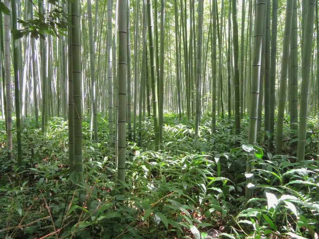 Cippato e pellet di Bambù - foresta di bambù