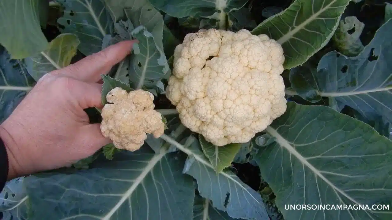 cavolfiori rovinati dal gelo2