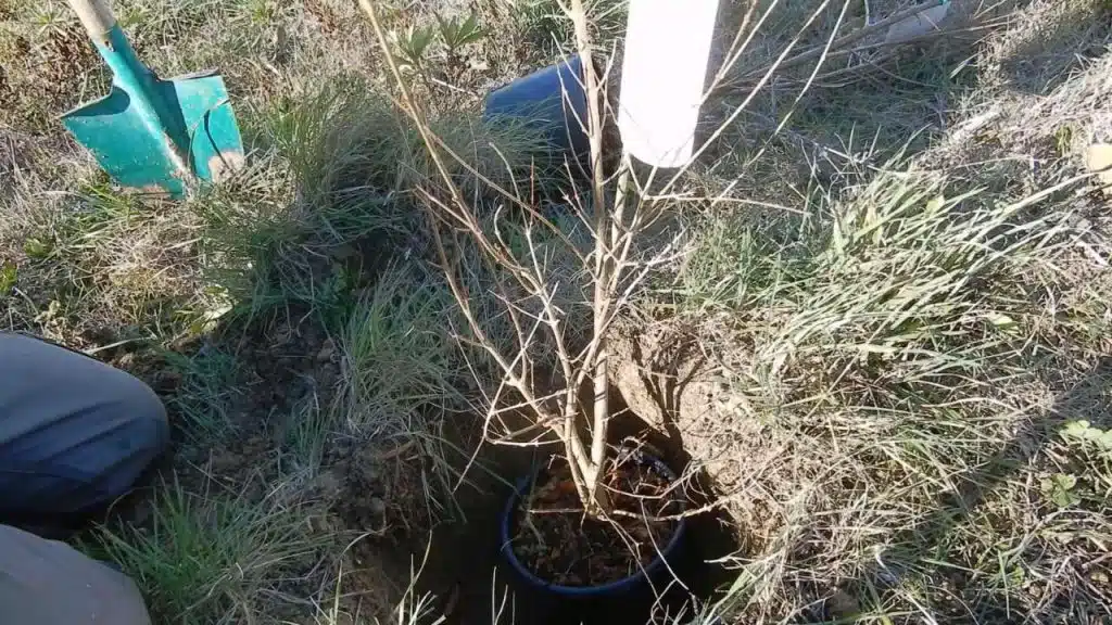 Guida completa alla coltivazione del melograno! - come si trapianta il melograno