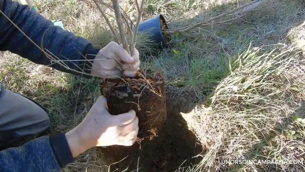 Guida completa alla coltivazione del melograno! - apertura delle radici del melograno