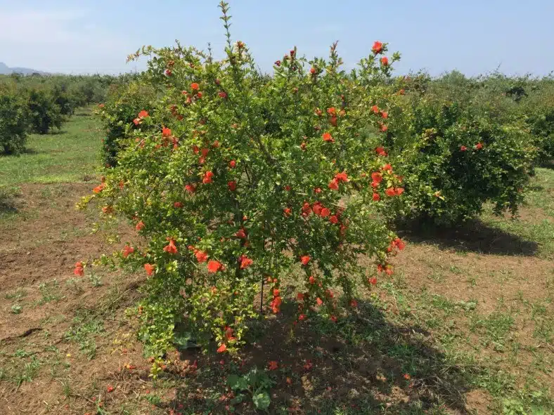 Guida completa alla coltivazione del melograno! - melograno a cespuglio