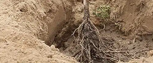 melograno a radice nuda 1