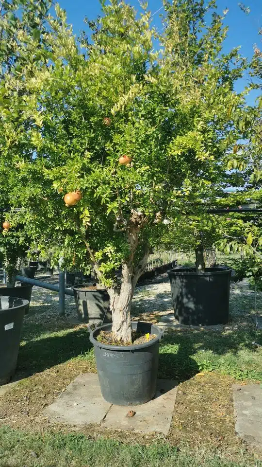 Guida completa alla coltivazione del melograno! - Melograno ad alberello