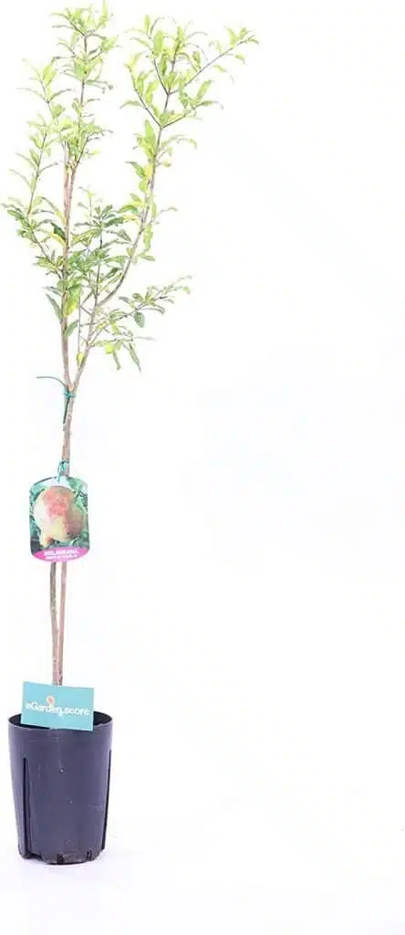 Melograno dente di cavallo