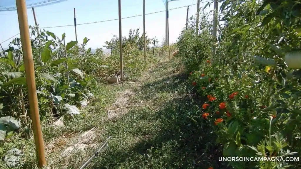Come si coltiva il Tagete 7 Tagete nel mio orto tra i pomodori