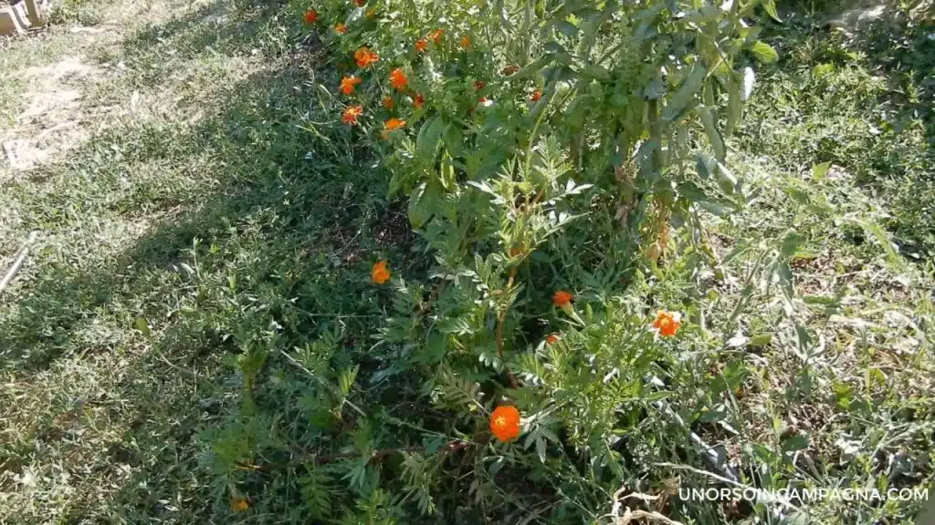 Come si coltiva il Tagete 3 Tagete nel mio orto tra i pomodori