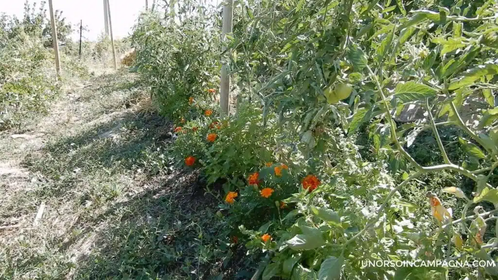 Come si coltiva il Tagete 6 Tagete nel mio orto tra i pomodori
