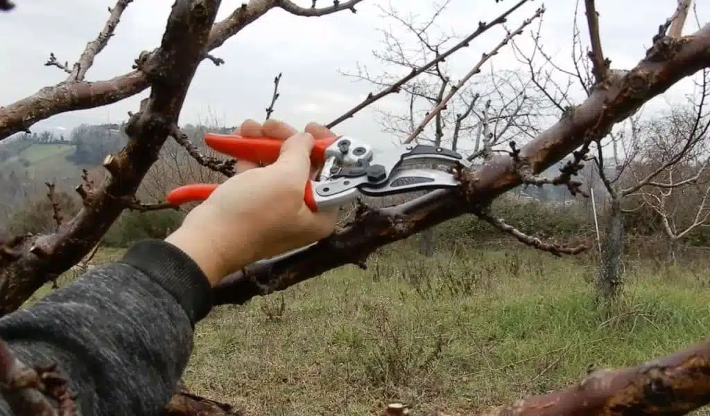 Forbici da potatura FALKET 1162 - Falket 1162 sui polloni degli alberi da frutto