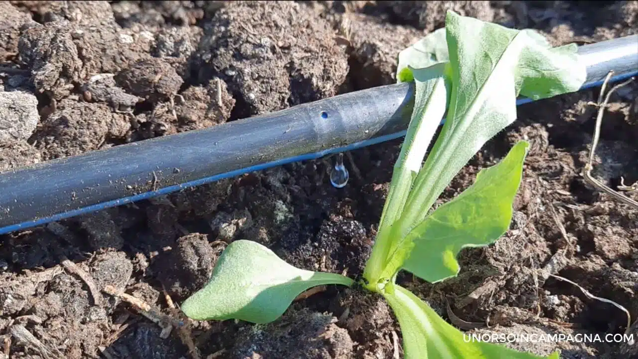 come si monta lirrigazione a goccia 2