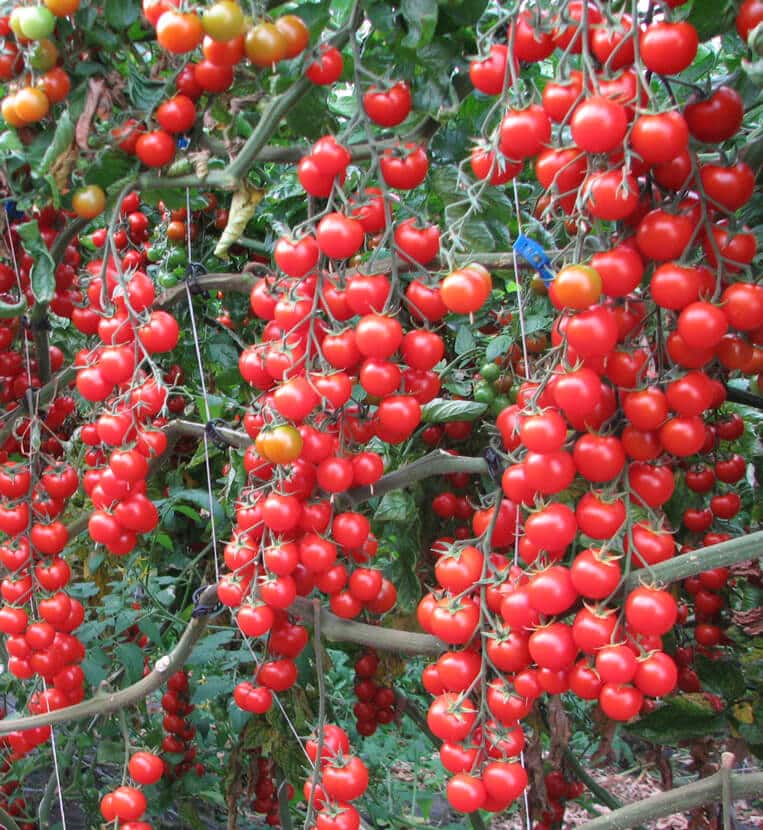 Pomodoro Ciliegino