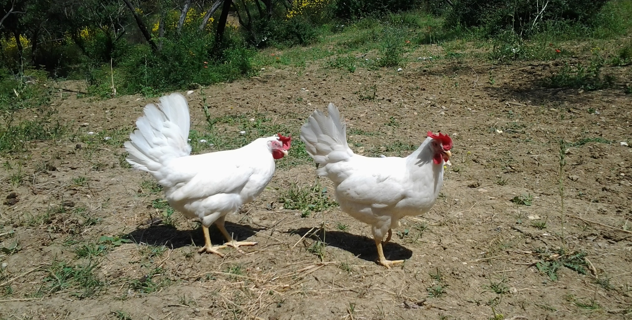 gallina livornese