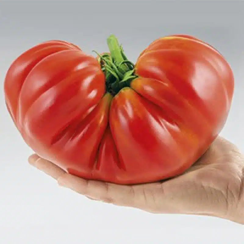 Pomodoro Gigante