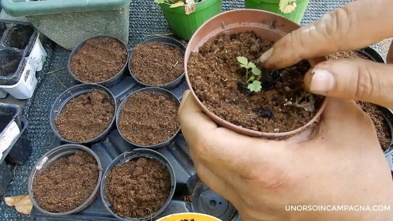 trapianto piantina