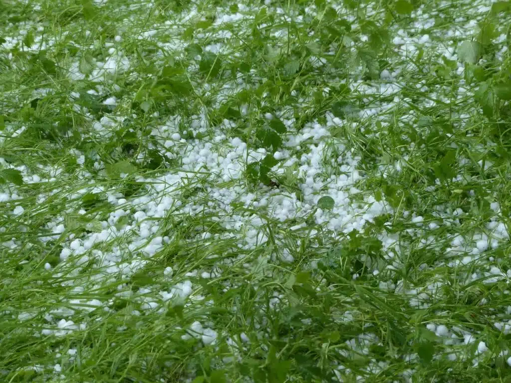 Grandine nell'orto? Non tutto è perduto! 5 grandine nell'orto
