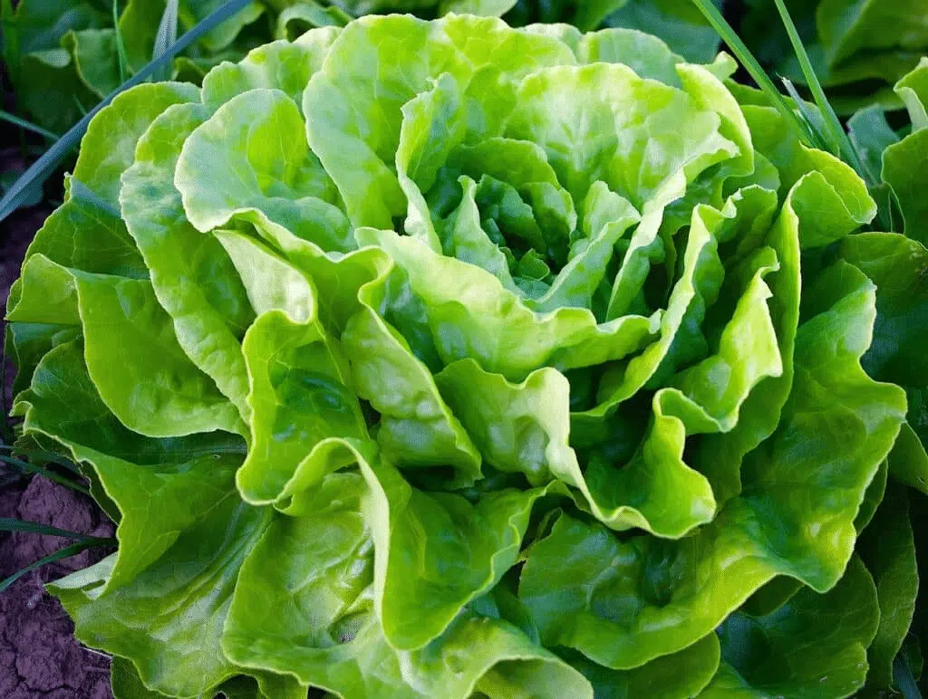 Lattuga da cespo