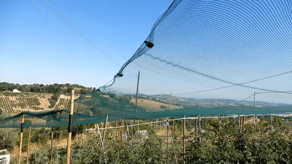 Grandine nell'orto? Non tutto è perduto! 4 rete antigrandine