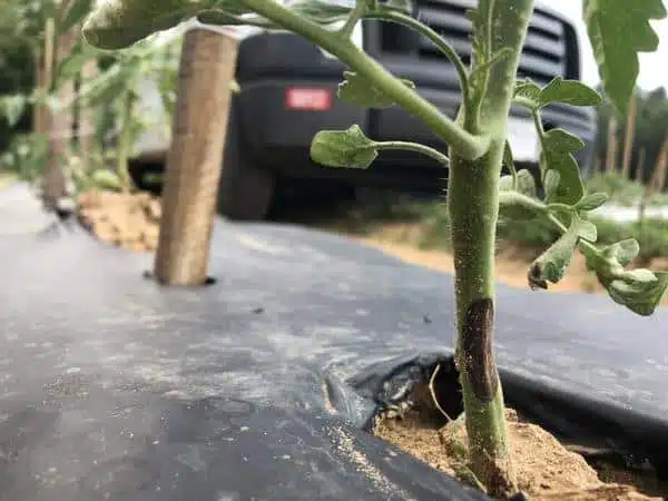 marciume del colletto del pomodoro 1