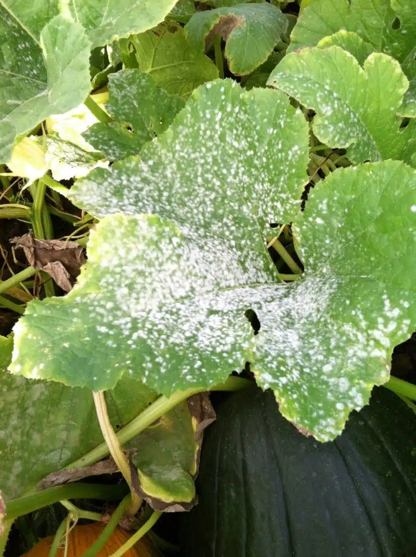 oidio sulle zucchine