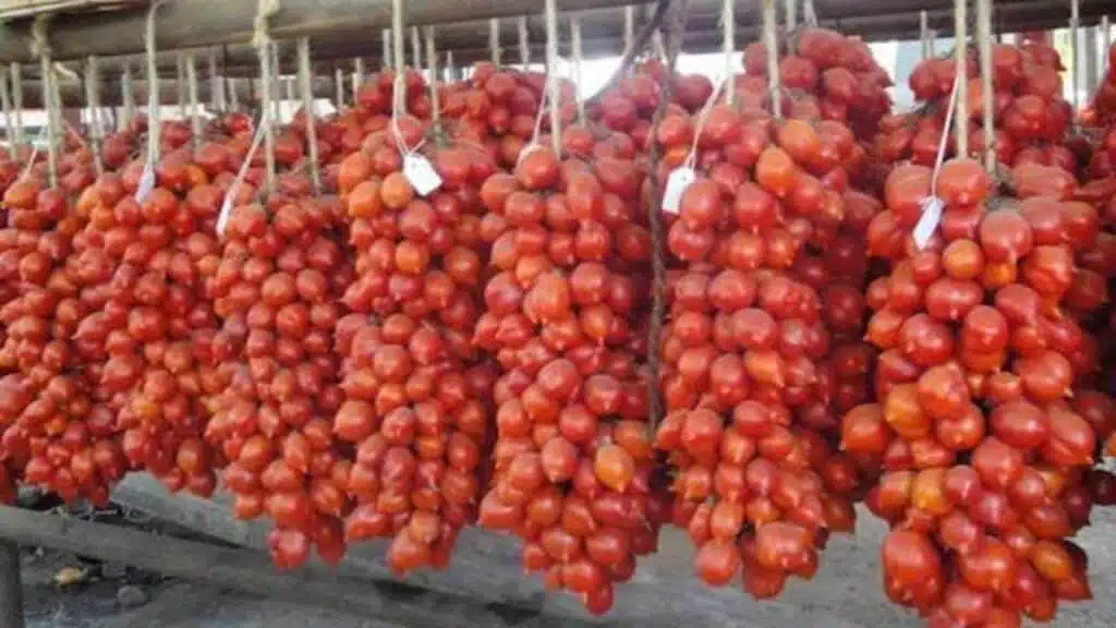 Come si trapianta il pomodoro nell'orto 2 Come si trapianta il pomodoro nell'orto-Pomodoro Piennolo del Vesuvio