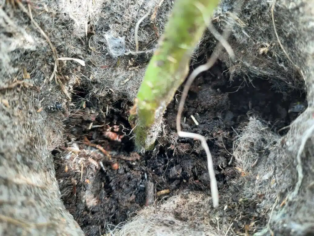 Come si trapianta il pomodoro nell'orto 4 Come si trapianta il pomodoro nell'orto - Radici nate dal fusto del pomodoro