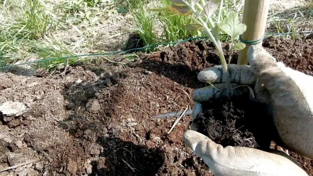Come si trapianta il pomodoro nell'orto 3 Come si trapianta il pomodoro nell'orto - come si trapianta il pomodoro nell'orto