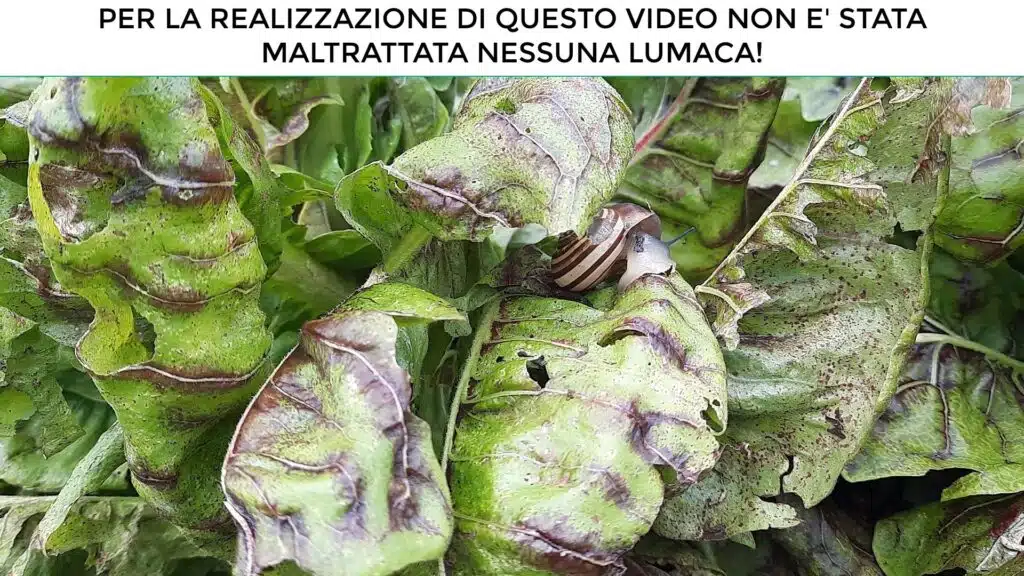 SnailStop: recinto elettrico per le lumache nell'orto! 2 SNAILSTOP recinto elettrico antilumache - lumache nell'orto