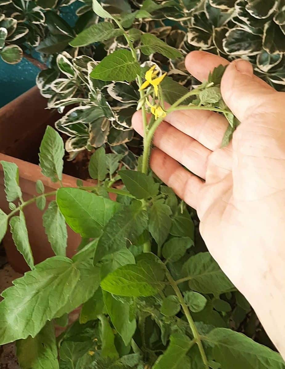 fiori sul getto ascellare