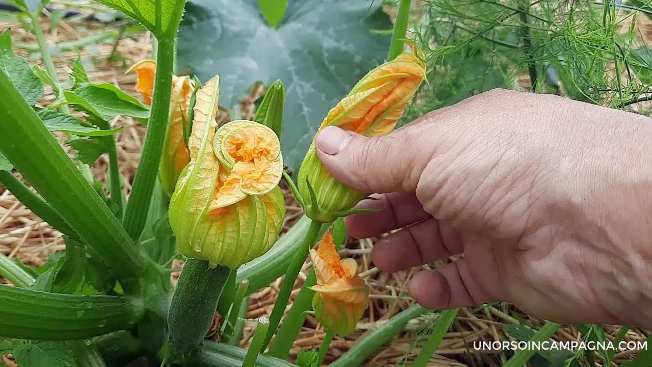 fiori zucchina 2