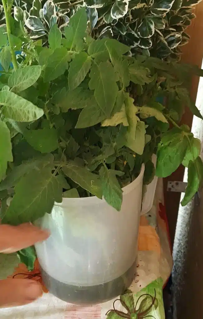 getti ascellari in penombra