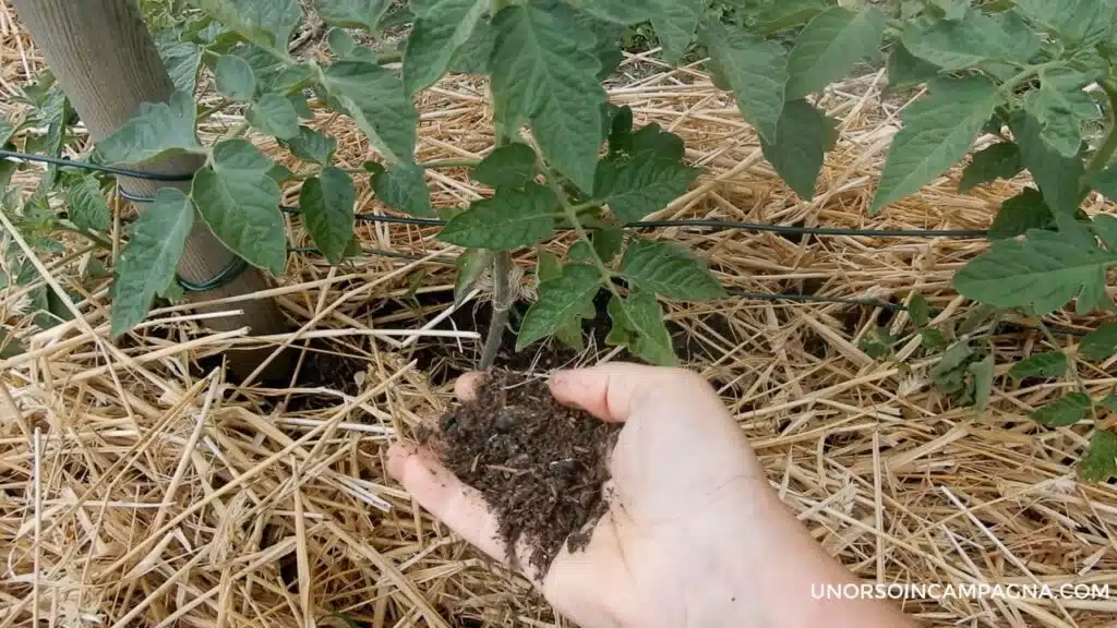 Pacciamatura con la paglia: un metodo efficace per l'orto! - Terra asciutta sotto la paglia