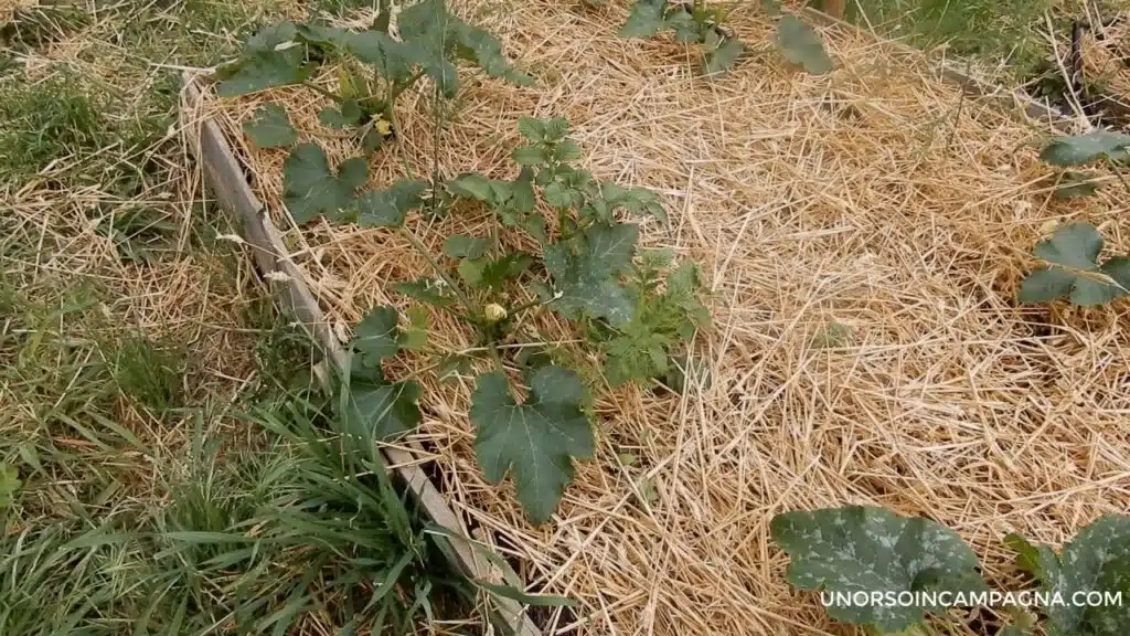 Pacciamatura con la paglia: un metodo efficace per l'orto! - Pacciamatura delle zucchine con la paglia
