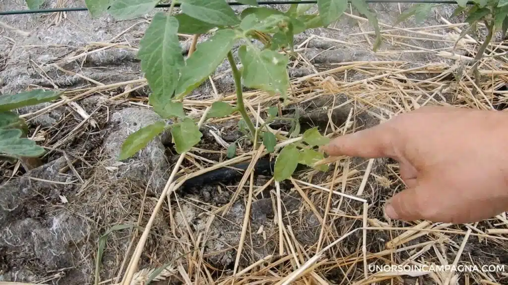 Piante di pomodoro trascurate? Ora sono cespugli!-pianta di pomodoro da pulire