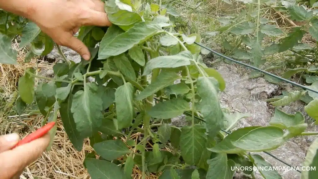 Piante di pomodoro trascurate? Ora sono cespugli!-pianta di pomodoro da pulire