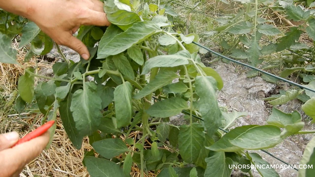 pianta di pomodoro da pulire3