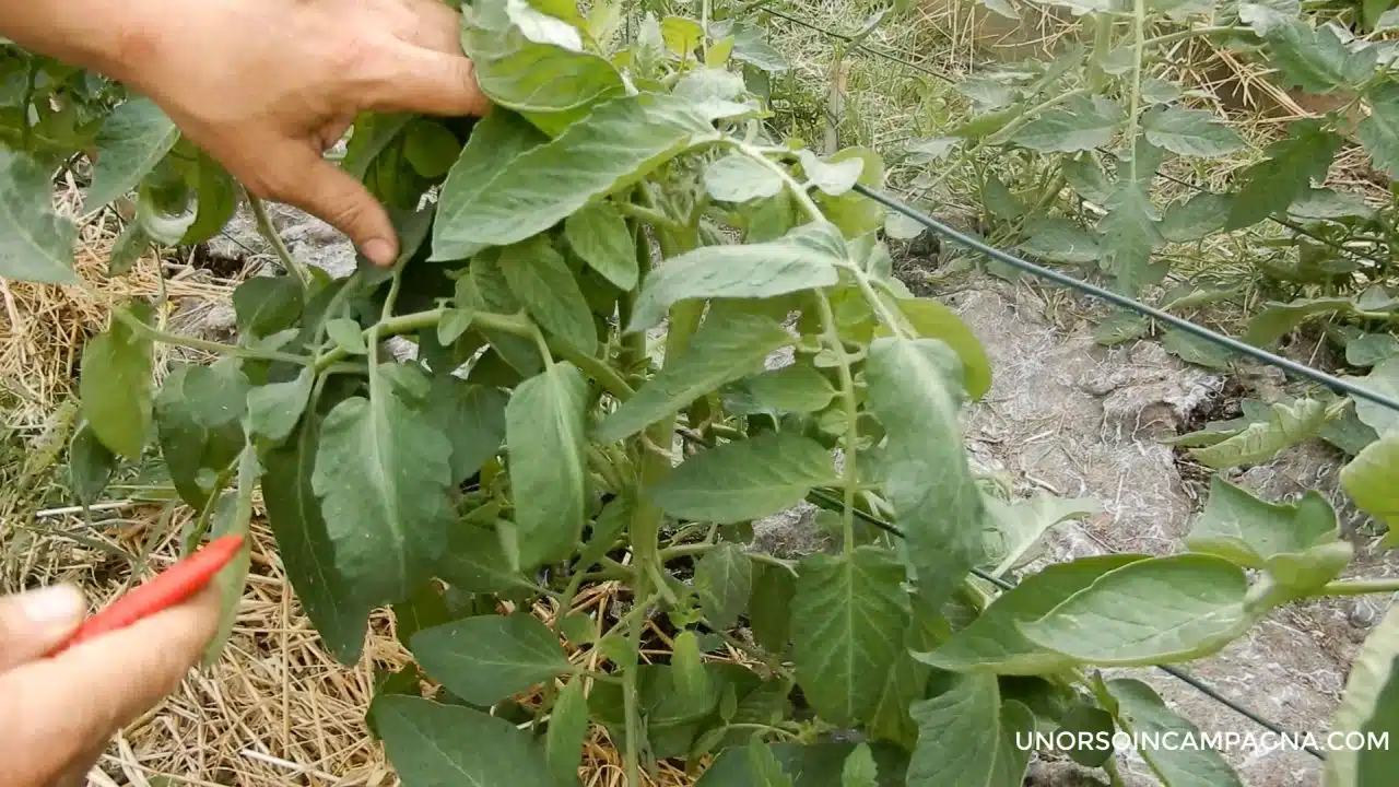 pianta di pomodoro da pulire3