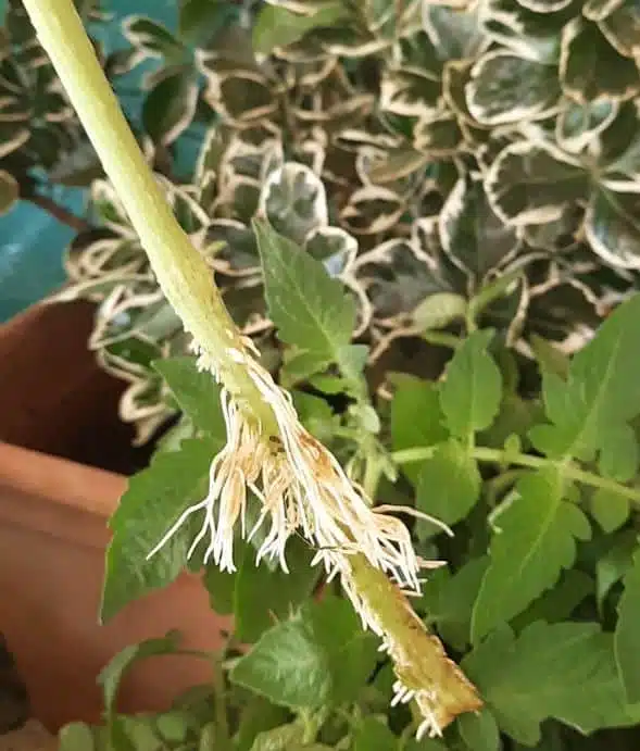 Radici getti ascellari dei pomodori