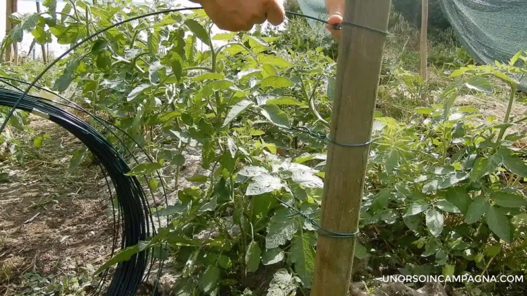 Legare i pomodori: il metodo del filo di ferro