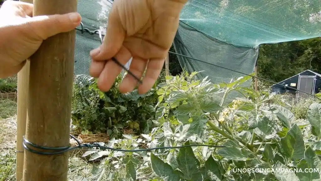 Legare i pomodori: il metodo del filo di ferro
