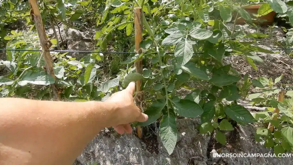Legare i pomodori: il metodo del filo di ferro