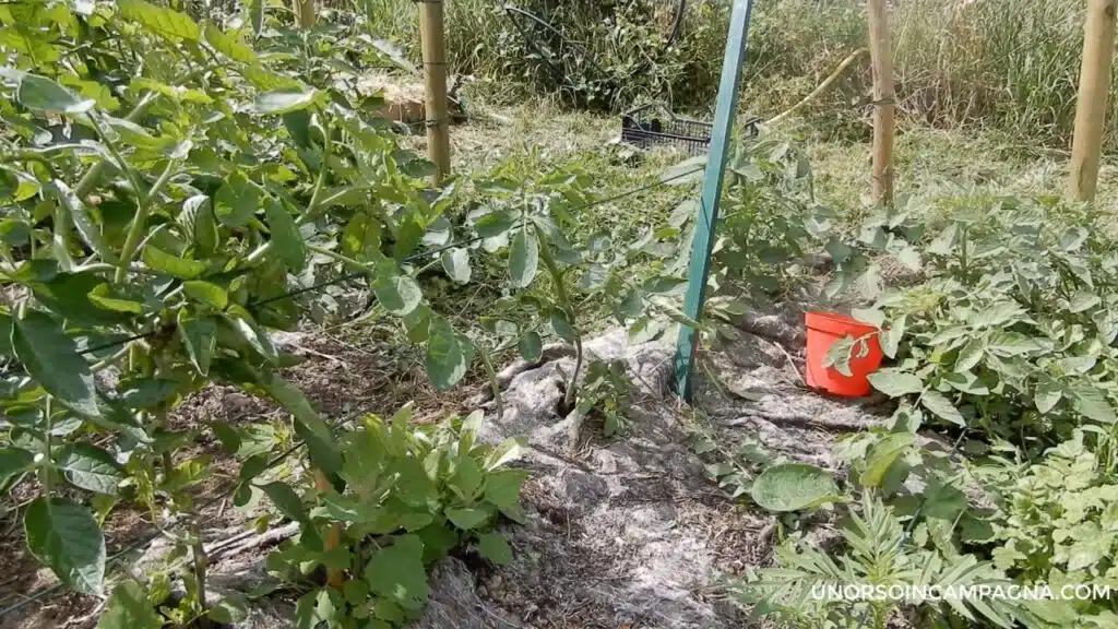 Legare i pomodori: il metodo del filo di ferro