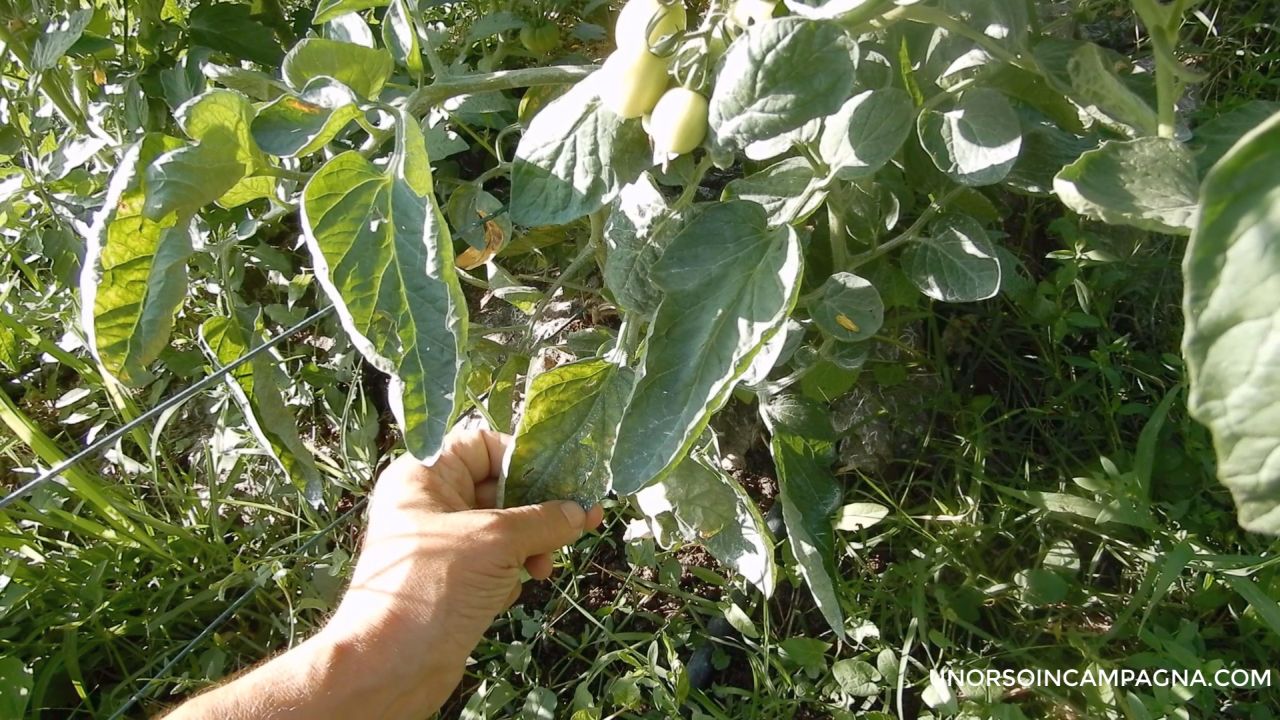 foglie dei pomodori con la peronospora cosa fare 2