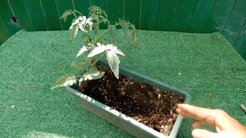 Trapiantare i pomodori in orizzontale - risultato
