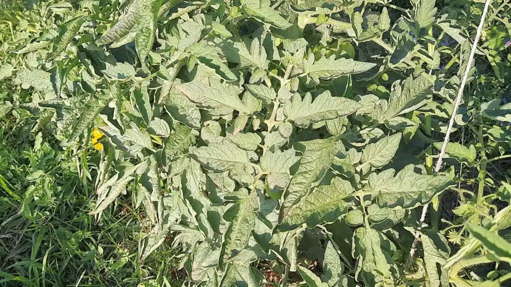 Cos’è la zeolite e come si usa nell'orto 4 Cos’è la zeolite e come si usa nell'orto - Piante dopo il trattamento con la zeolite