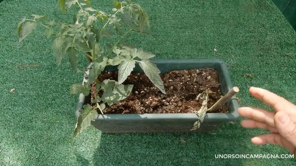 Trapiantare i pomodori in orizzontale - risultato