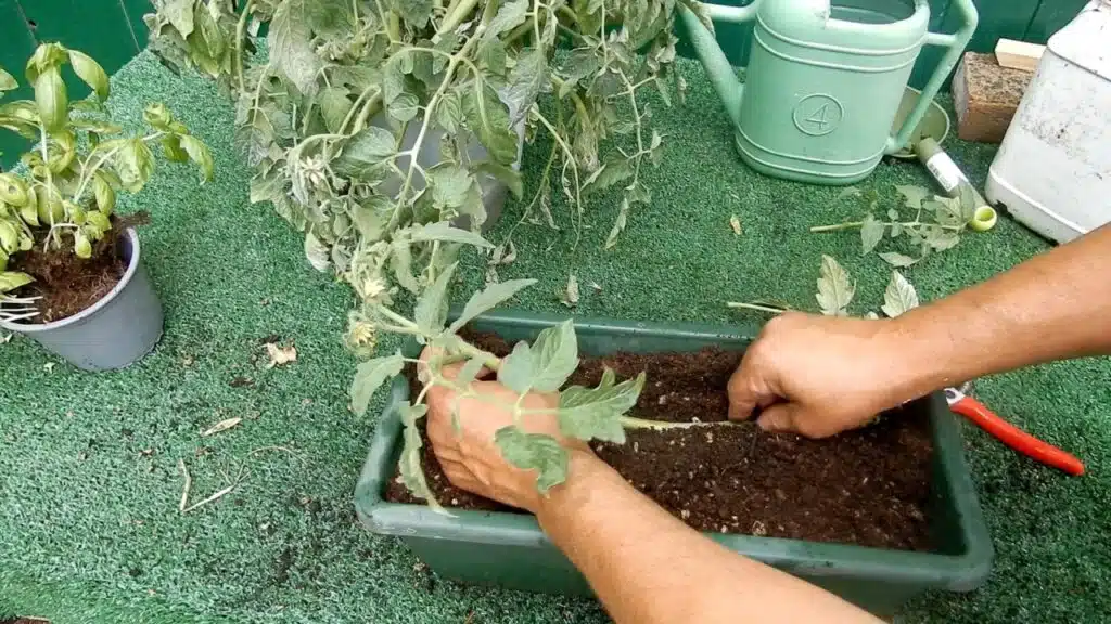 Trapiantare i pomodori in orizzontale - adagiare la pianta di pomodoro