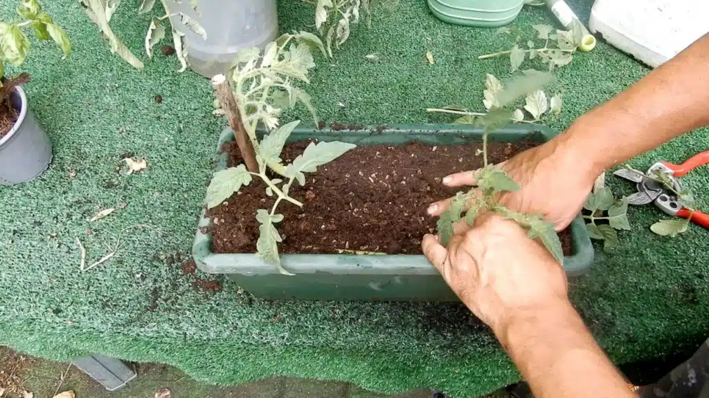 Trapiantare i pomodori in orizzontale - aggiungere un'altra pianta di pomodoro